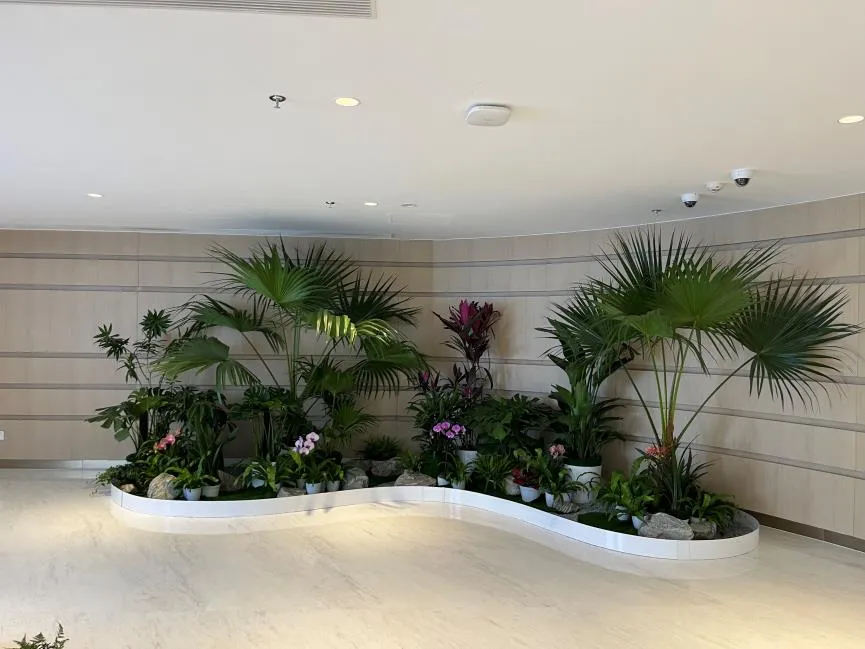 余姚盆景租赁，为家居带来别样的绿意风情