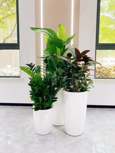 揭秘余姚植物租摆哪家好，优质服务等你来选